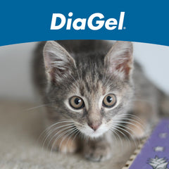 Calm cat with DiaGel during travel highlights ease of use.