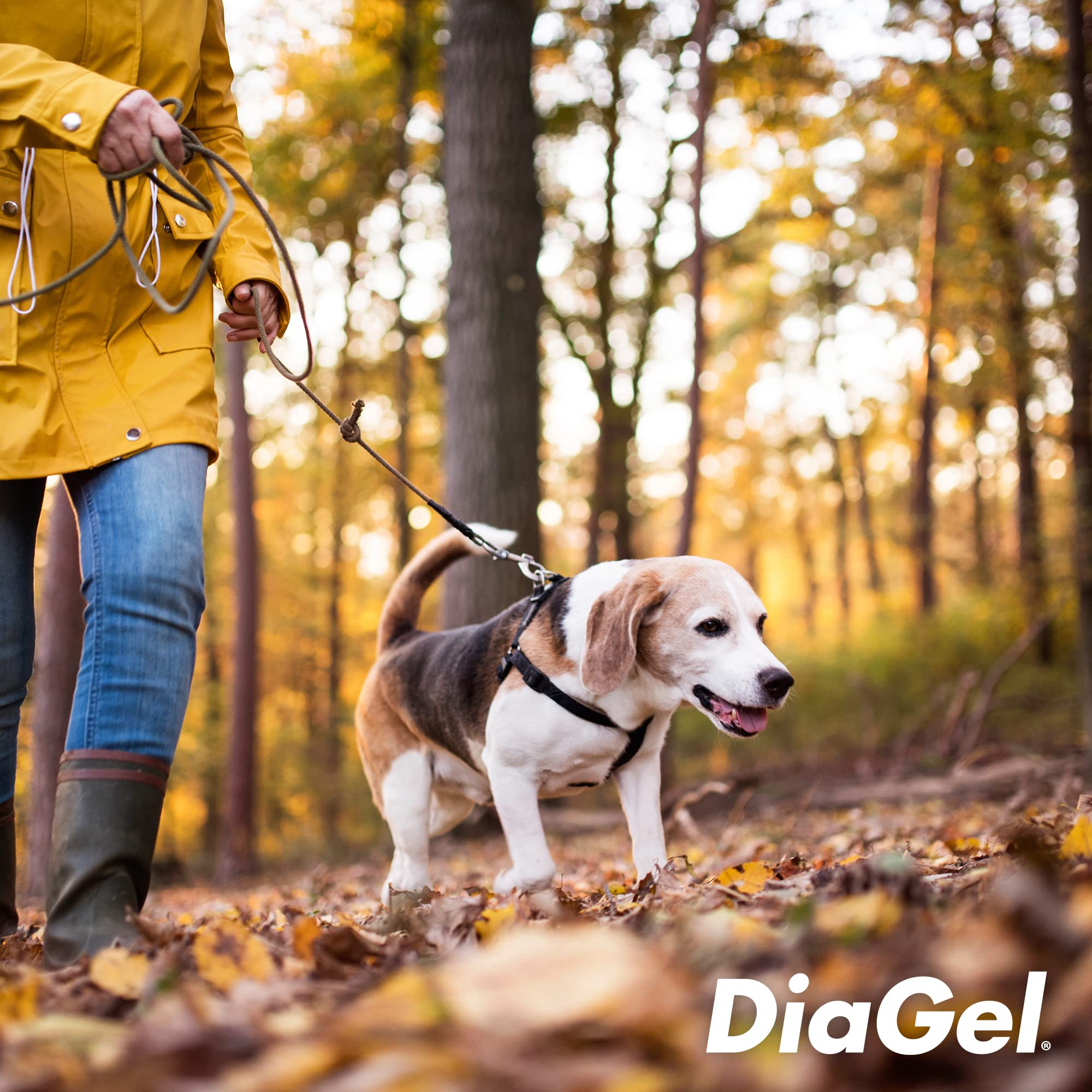 Owner hands using DiaGel with a cooperative medium-dog.