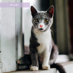Ingredients list emphasizes the synbiotic formula for cat nutrition