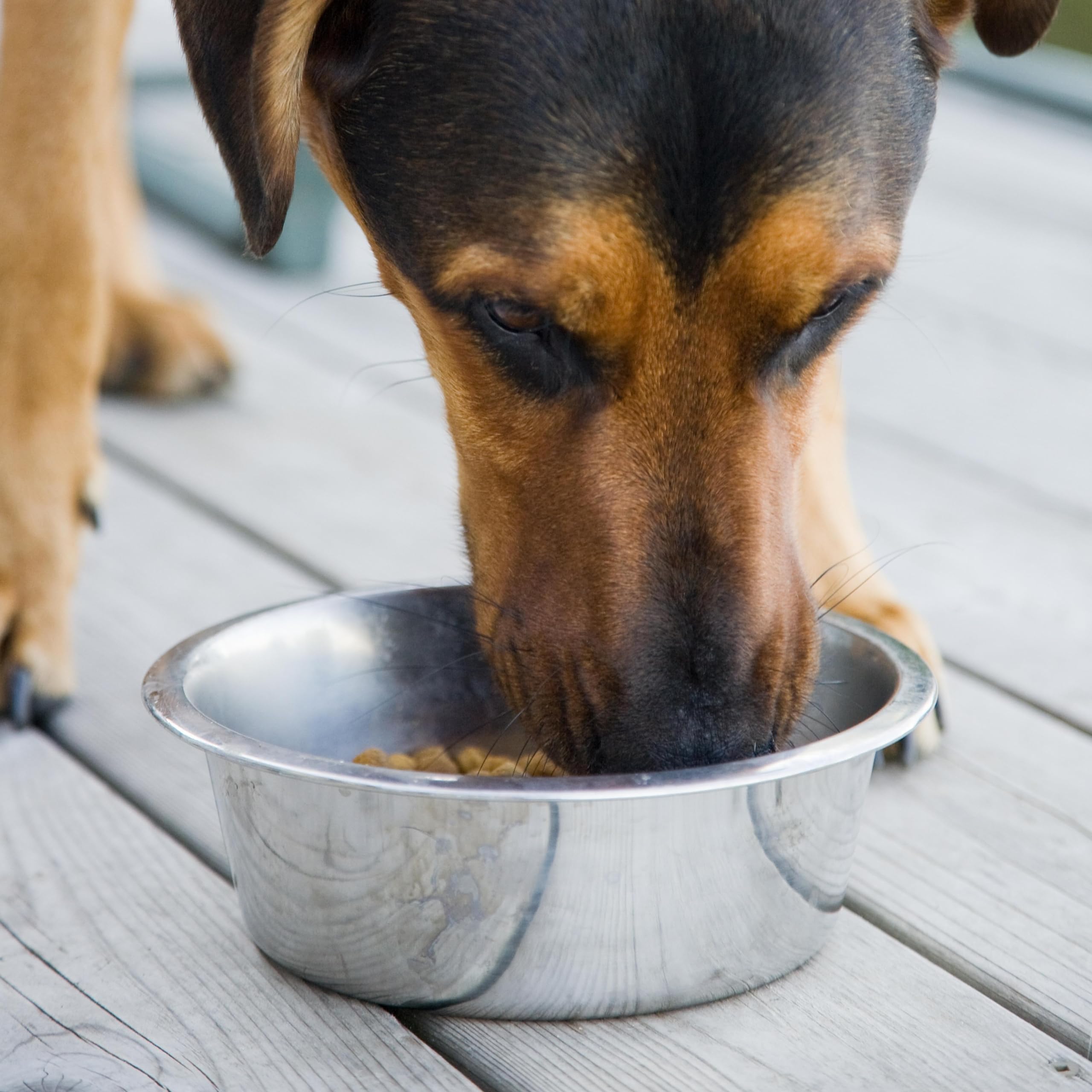Vanacara stainless steel bowl ideal for indoor, outdoor use.
