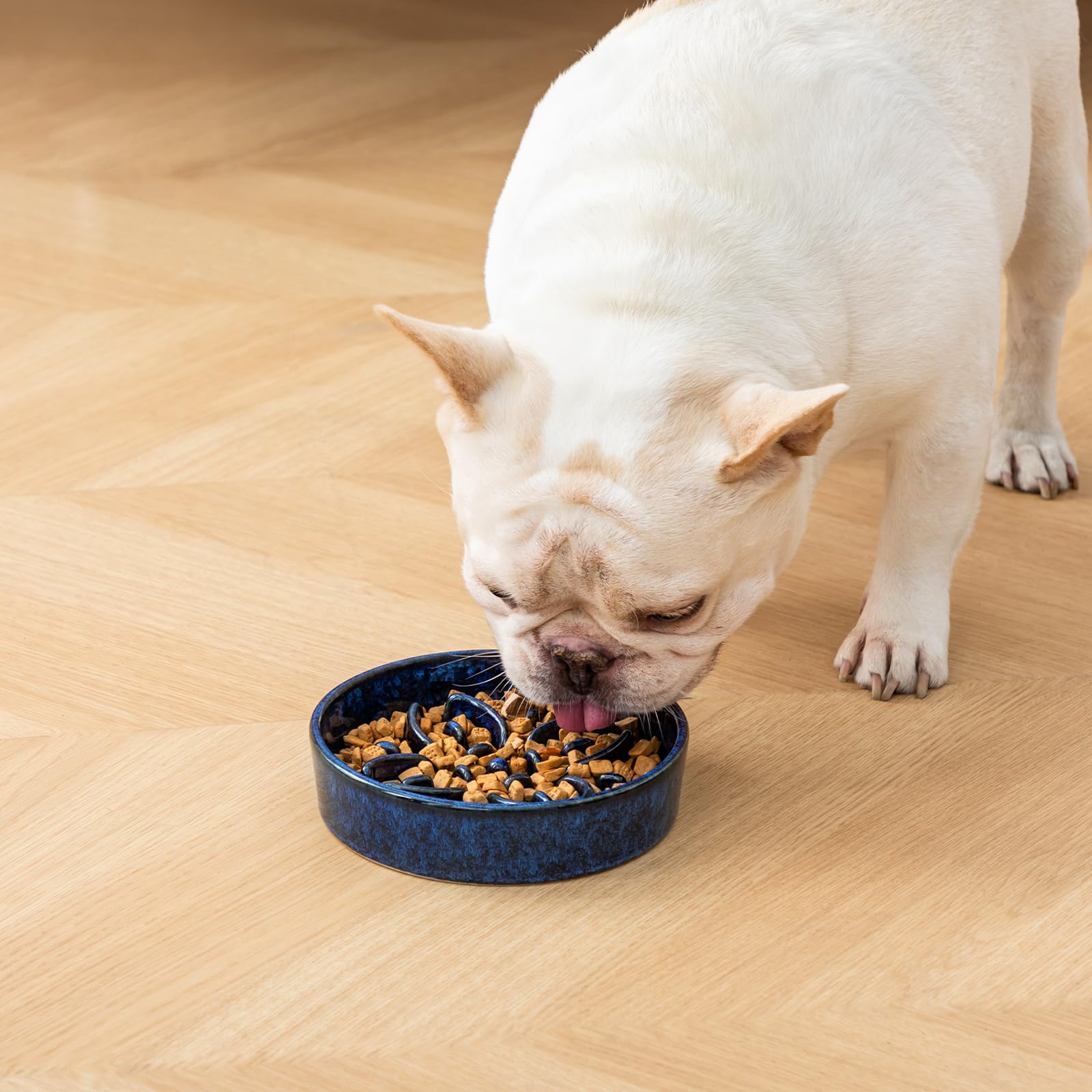Blue Vancasso ceramic bowl offers durable pet-safe feeding.