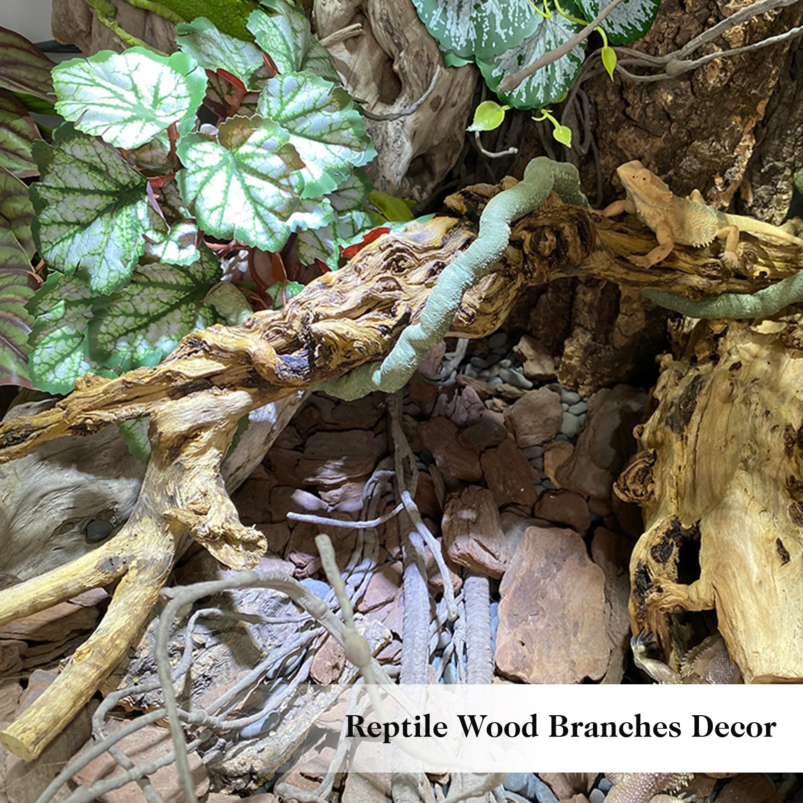VCEPJH bearded dragon-friendly branch supports daytime activity and play.
