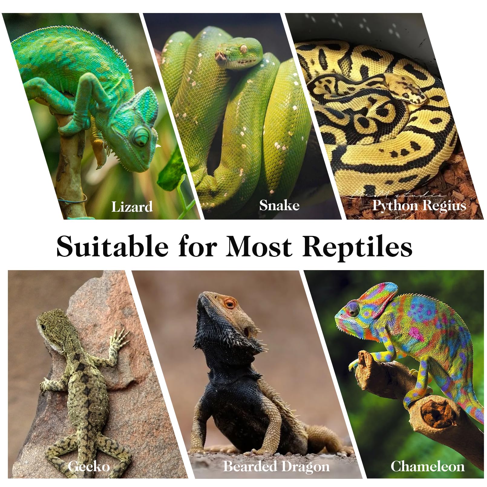 VCEPJH chameleon-friendly branch setup promotes active habitat exploration.