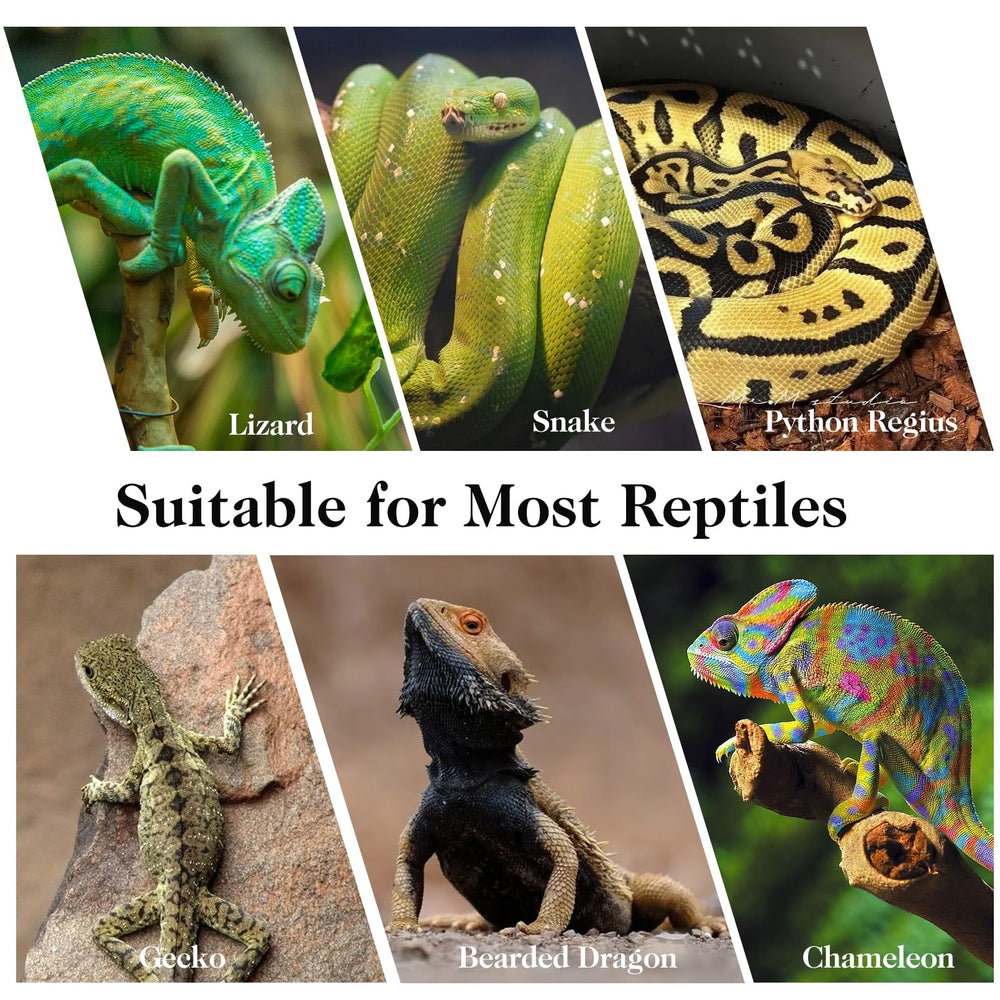VCEPJH chameleon-friendly branch setup promotes active habitat exploration.