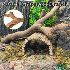 VCEPJH terrarium tree trunk setup supports hiding and resting spaces.