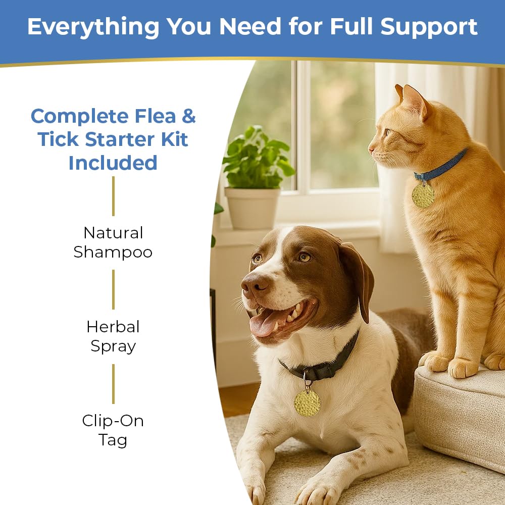 Verdepet Labs lightweight tag on a small-to-medium dog collar.