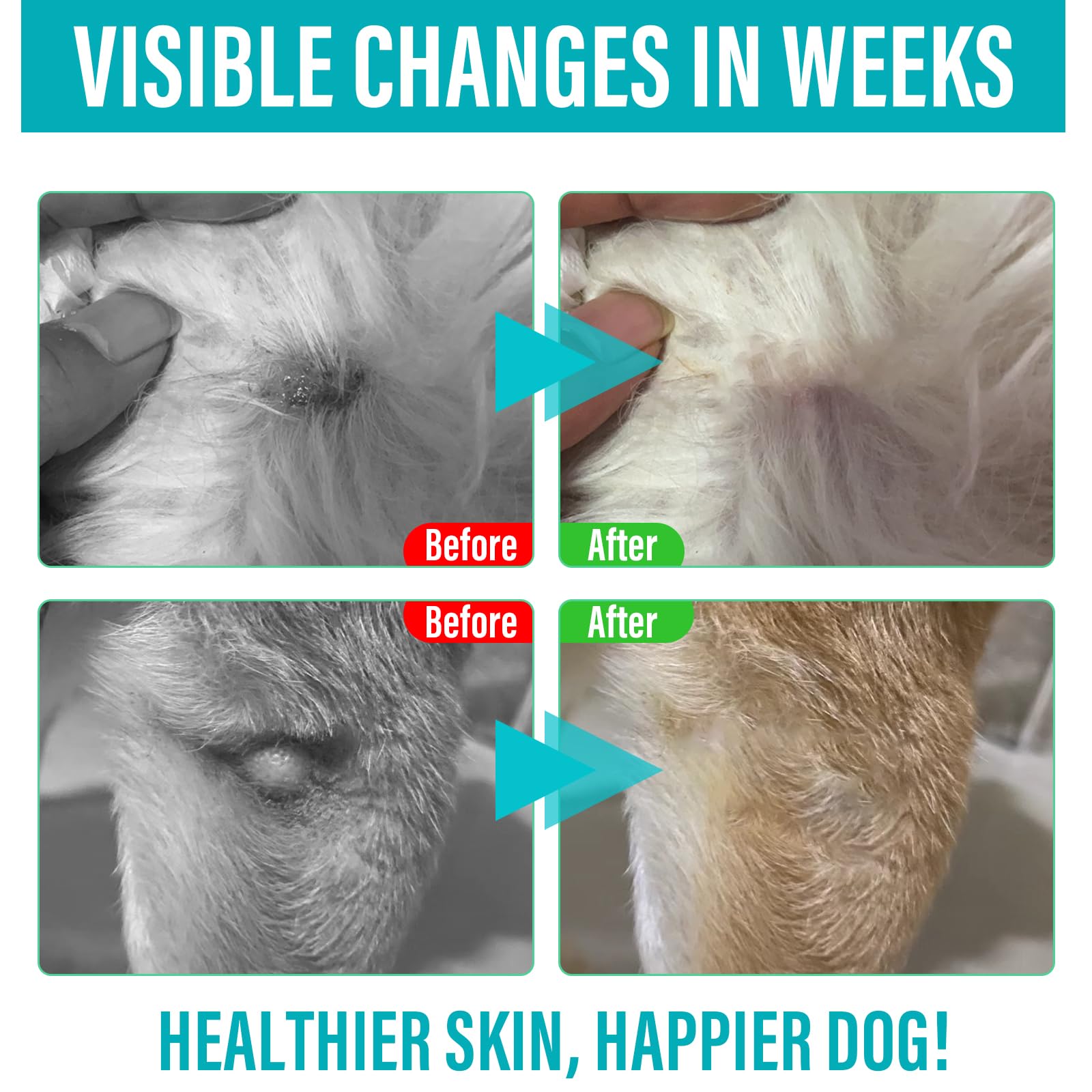 Mushroom blend supporting pet immune health