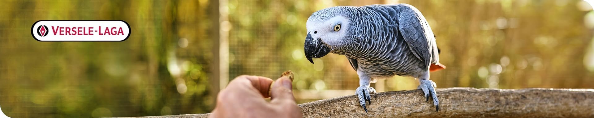 Parrot enjoying Versele-Laga VL GoldenFeast Amazon Blend at feeder