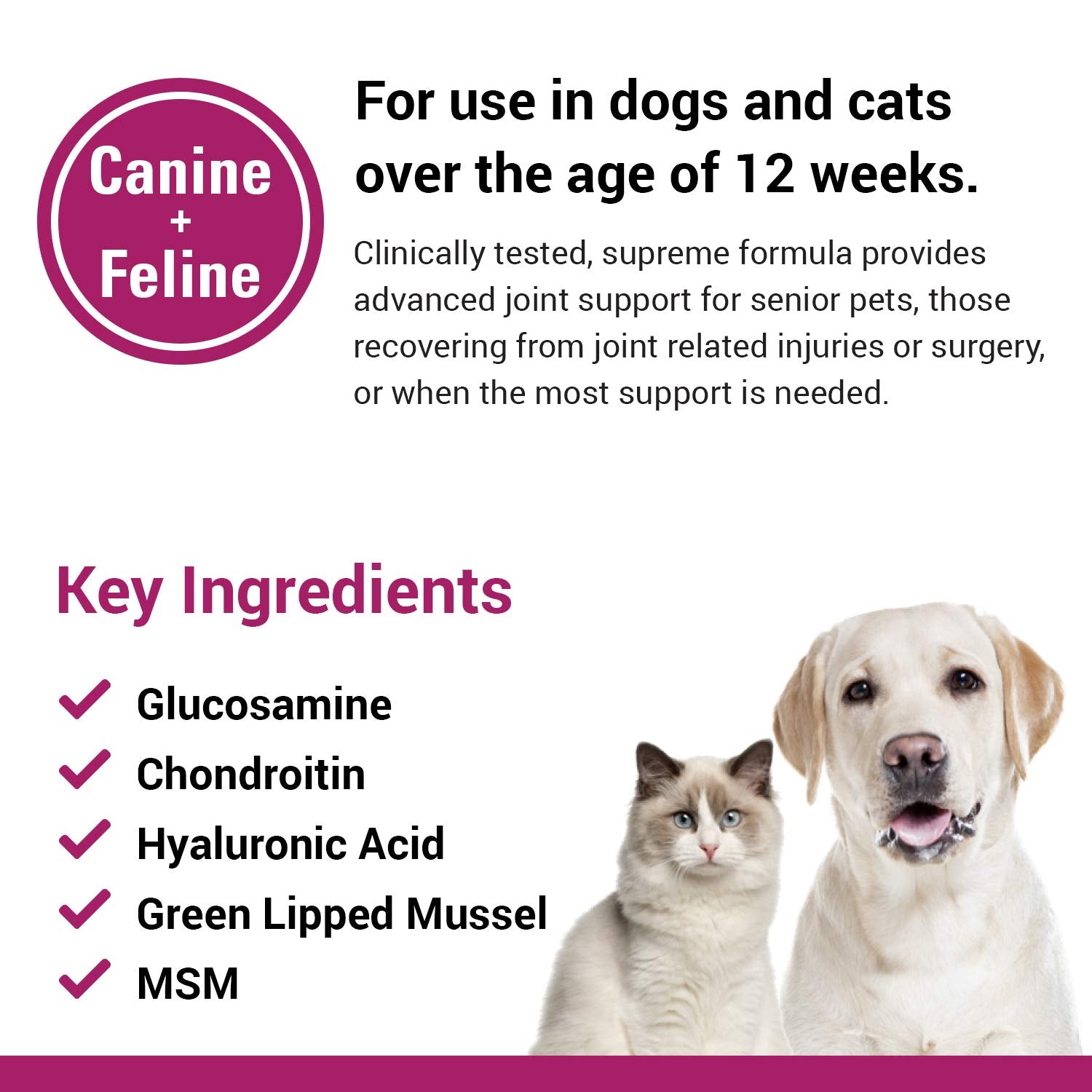 Cat being fed ArthriEase-Gold mixed into meals for mobility