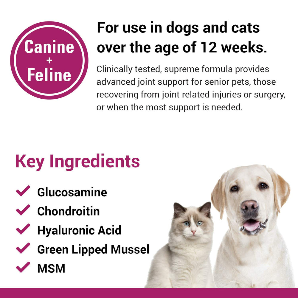 Cat being fed ArthriEase-Gold mixed into meals for mobility