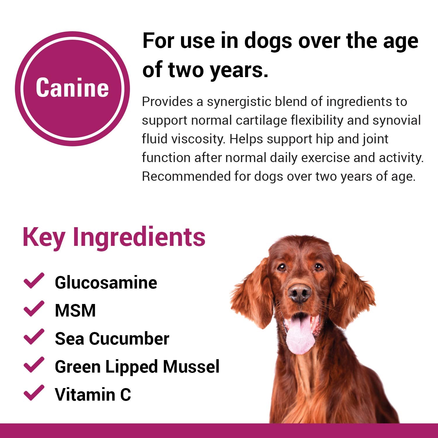Vet Classics Joint Support Plus senior-dog-walking shows dogs staying active