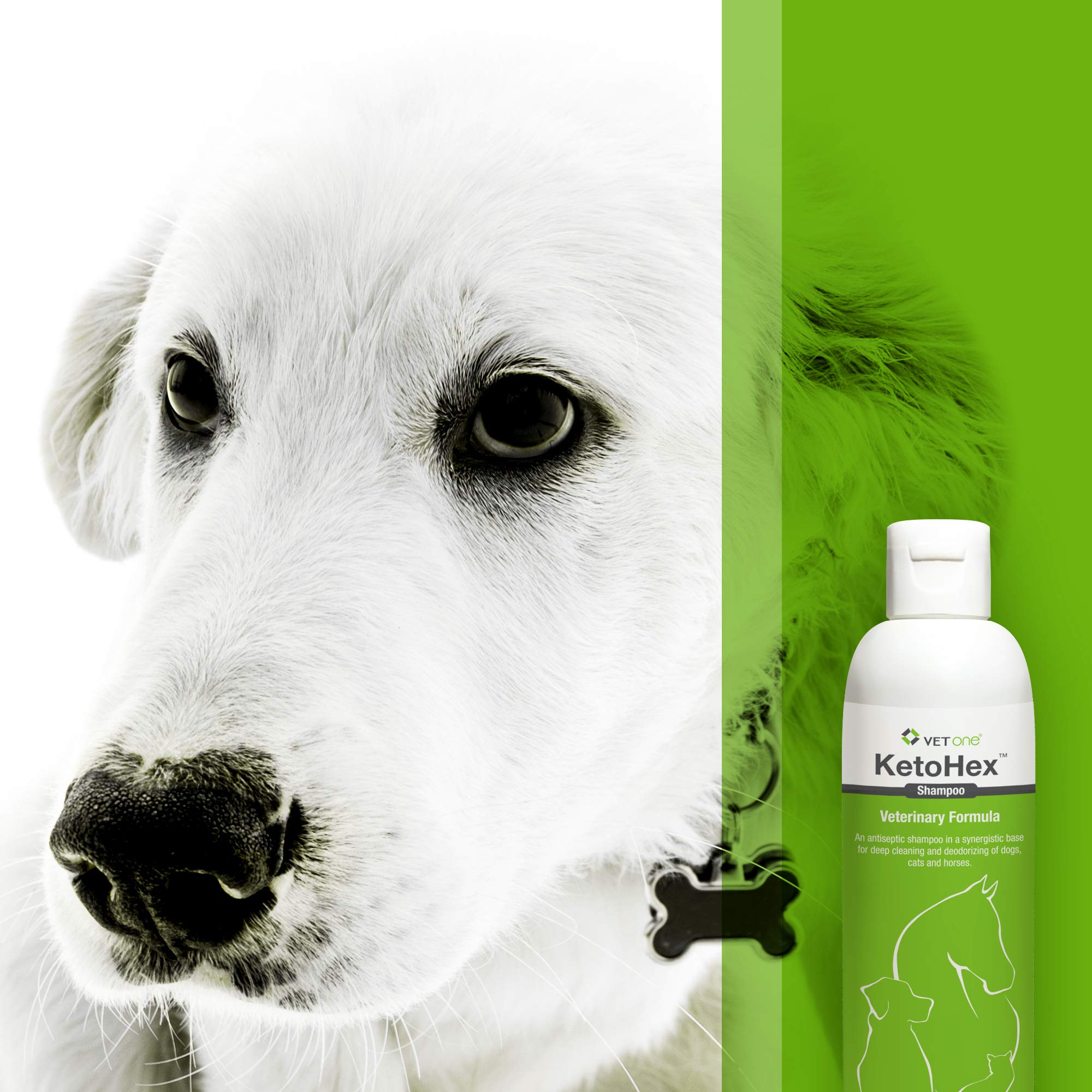 Dog after outdoor play with Vet One allergy shampoo