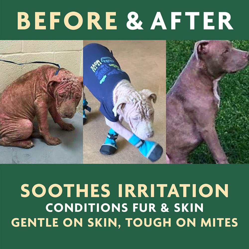 Dog receives EcoMange itch relief spray on affected skin.