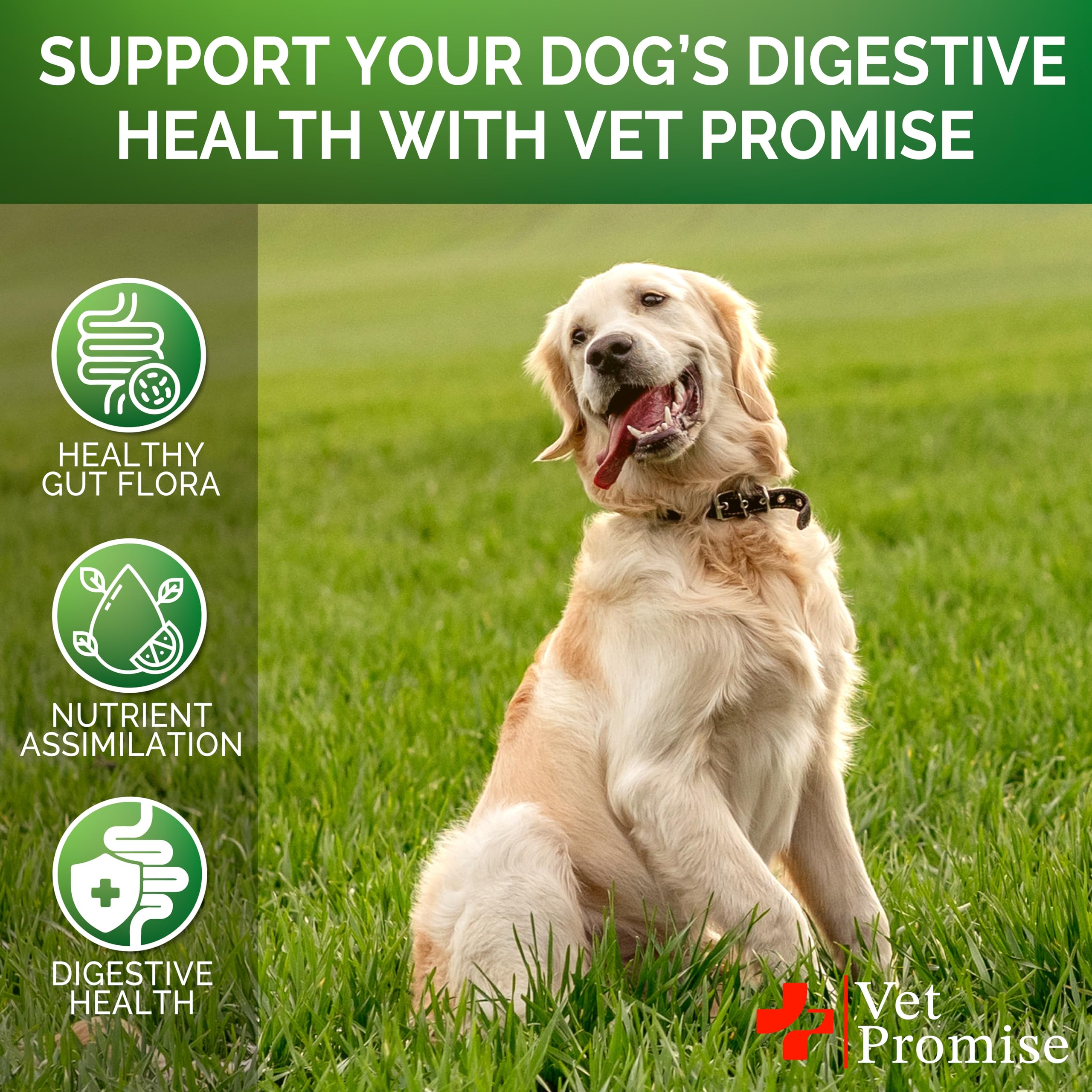 Vet Promise dog probiotics chews soft texture close-up for tasty appeal