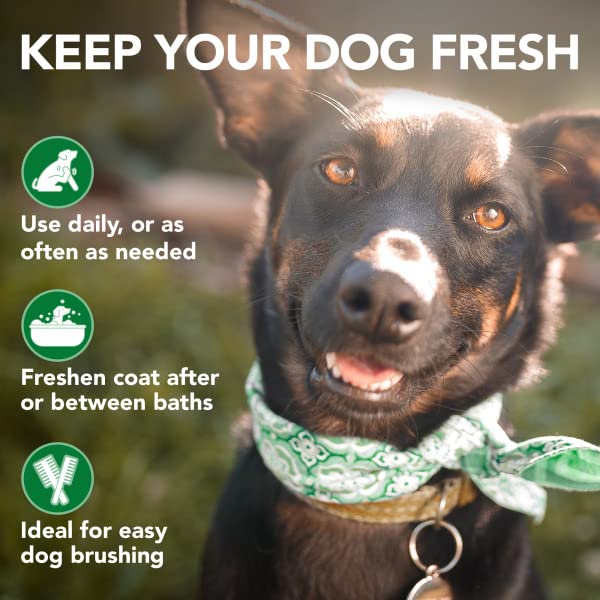 Dog with a smoother, detangled coat after Vet's Best Moisture Mist use.