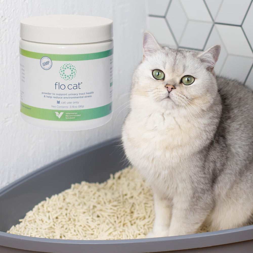 Cat enjoying Flo Cat Cranberry Supplement in a lifestyle setting