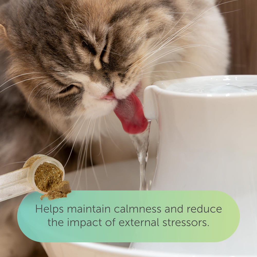 Closeup of Flo Cat Cranberry Supplement chews highlighting palatable texture