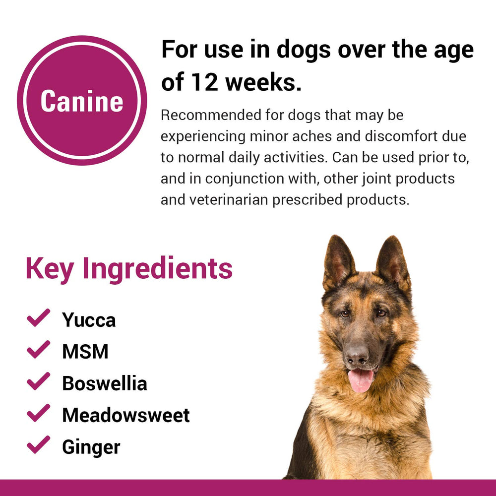 Vet Classics Pain Plus Extra Strength tub highlights trusted dog supplement quality.
