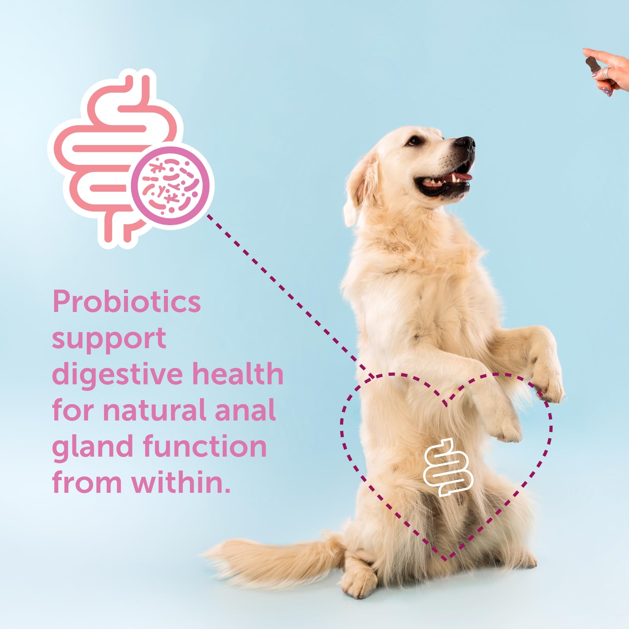 Dog chewing a Gland-Ease chew during daily routine.