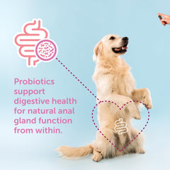 Dog chewing a Gland-Ease chew during daily routine.