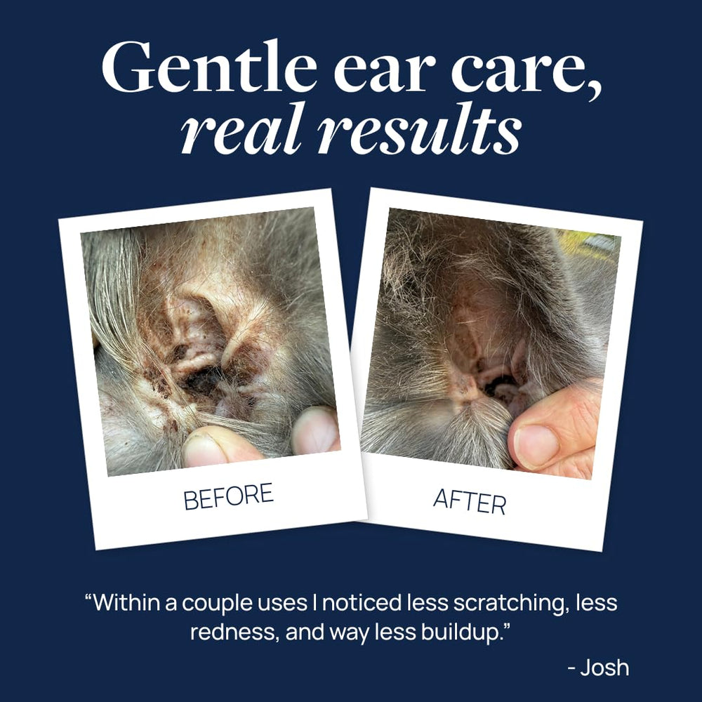 Dog ears being cleaned with Veterinary Formula Ear Therapy