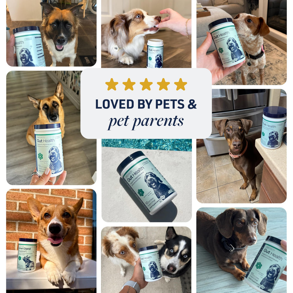 Dog displaying improved stool quality after Veterinary Formula gut health support