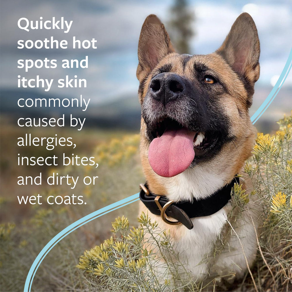 Hot spot shampoo lather on pet fur ready for gentle washing and soothing relief.