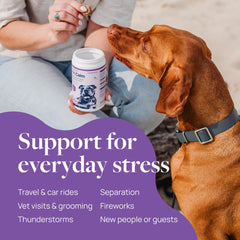 Veterinary Formula Pet Calm pork-flavor chews for stress-free moments during vet visits.