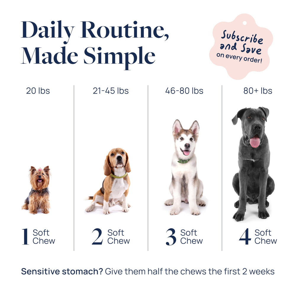 Pet parent enjoys peace of mind while dog relaxes after play