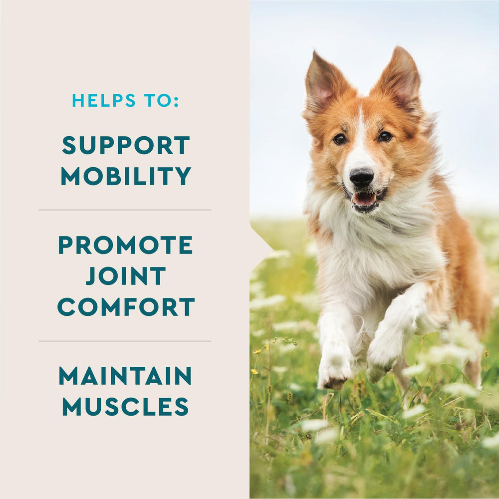 VETIQ Hip & Joint chews pack-shot highlighting 60 chews per bag for ongoing supplementation.