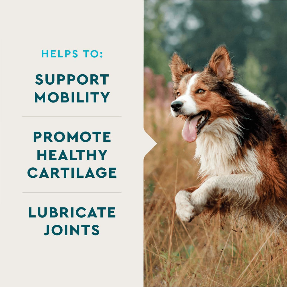 VetIQ chewable dog tablets support joint mobility and daily comfort.
