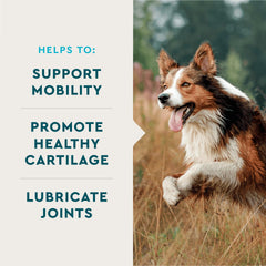VetIQ chewable dog tablets support joint mobility and daily comfort.