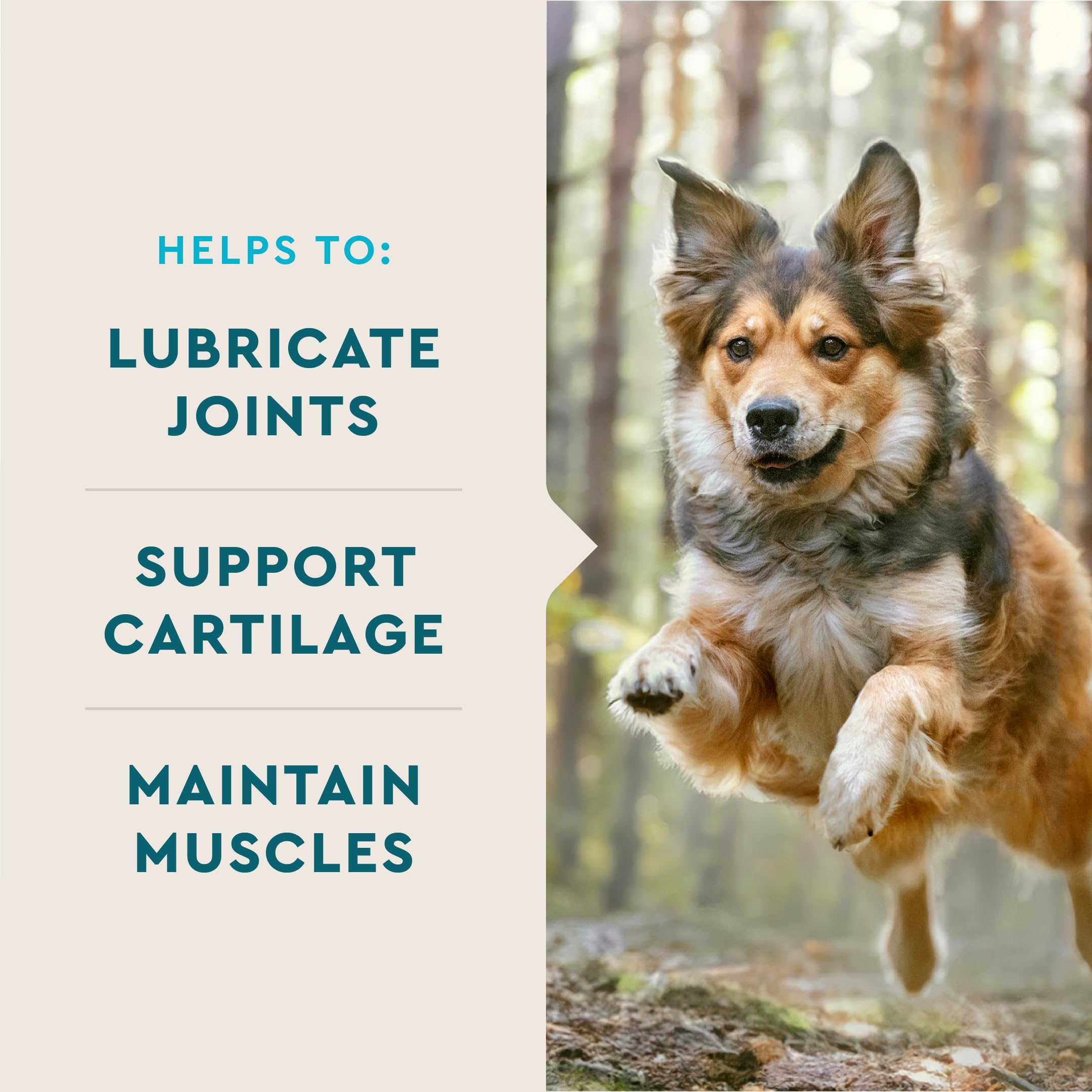 VETIQ dog in motion with hip and joint support from chews.