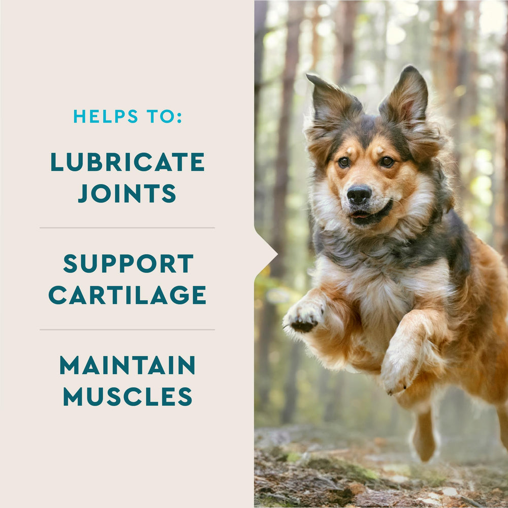 VETIQ dog in motion with hip and joint support from chews.