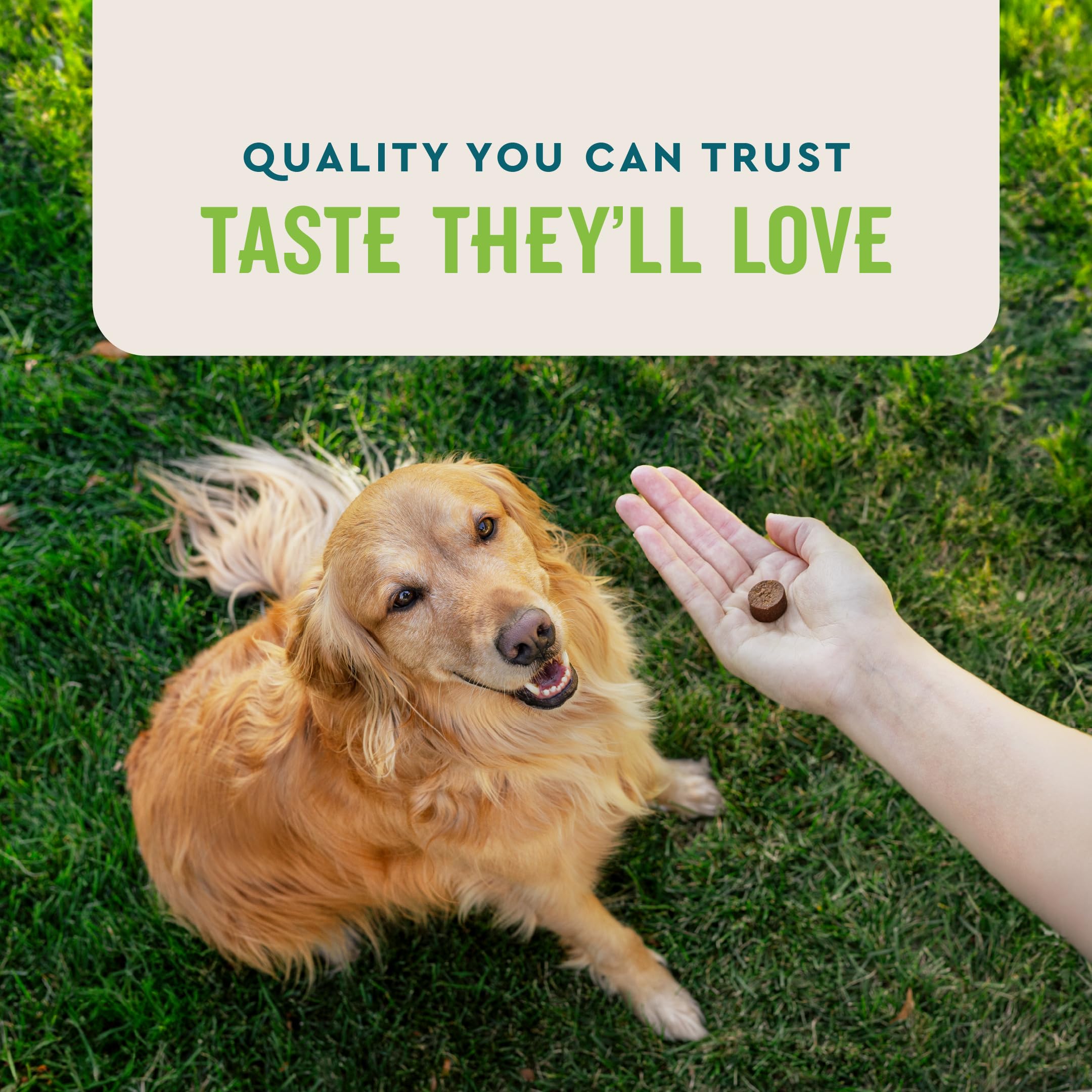VetIQ probiotic dog flavor-hickory label emphasizes appealing taste during feed.