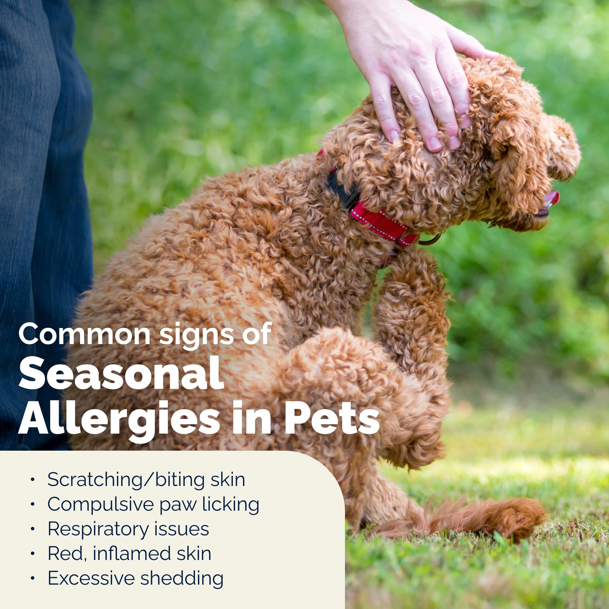 Vetnique Dermabliss application on dog's coat
