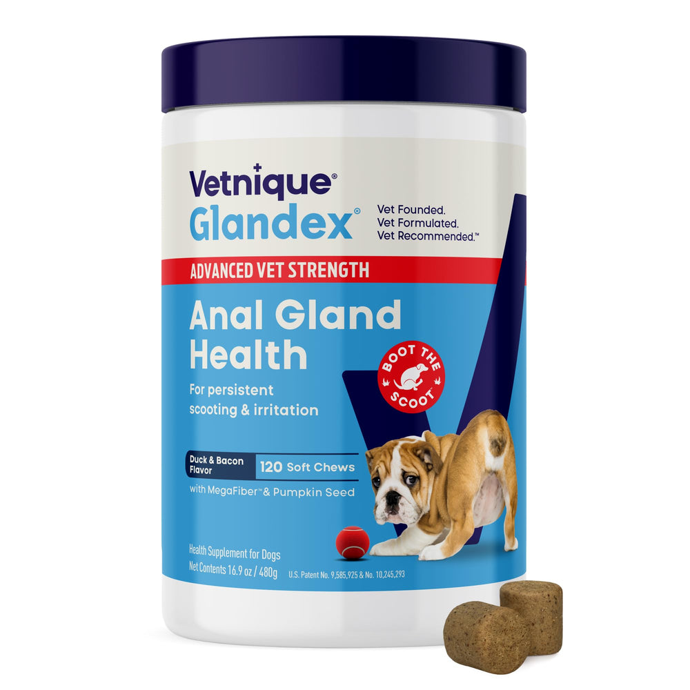 Vetnique Glandex anal gland soft chews pumpkin—support for comfortable digestion.
