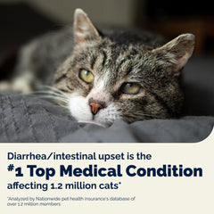 Vetnique Glandex daily probiotic for cats as a tasty supplement