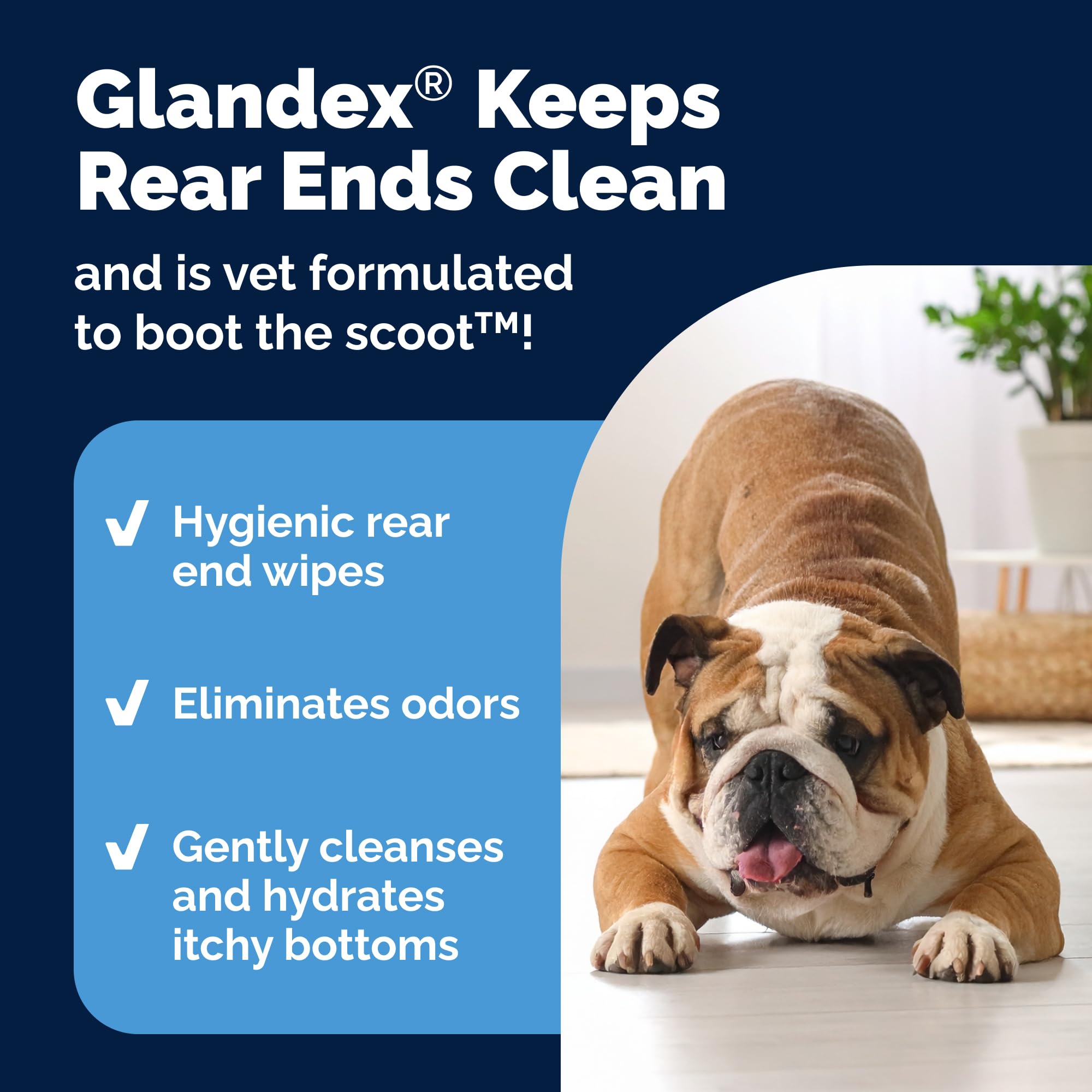 Vetnique Glandex dog wipes on anal area for odor management.
