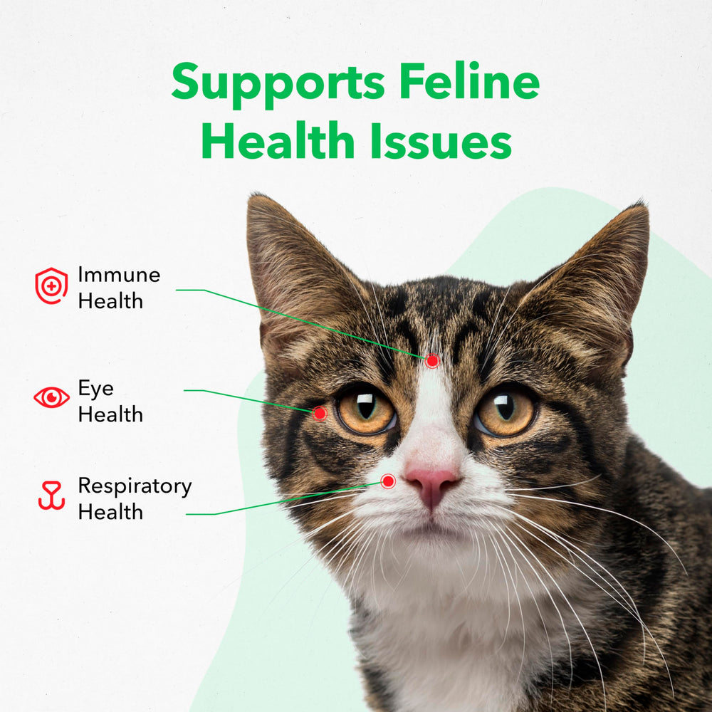 Close-up of Viralys dosing applicator for daily cat care.