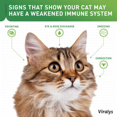 Vetoquinol Viralys on a cat and a kitten, ready for daily lysine routine
