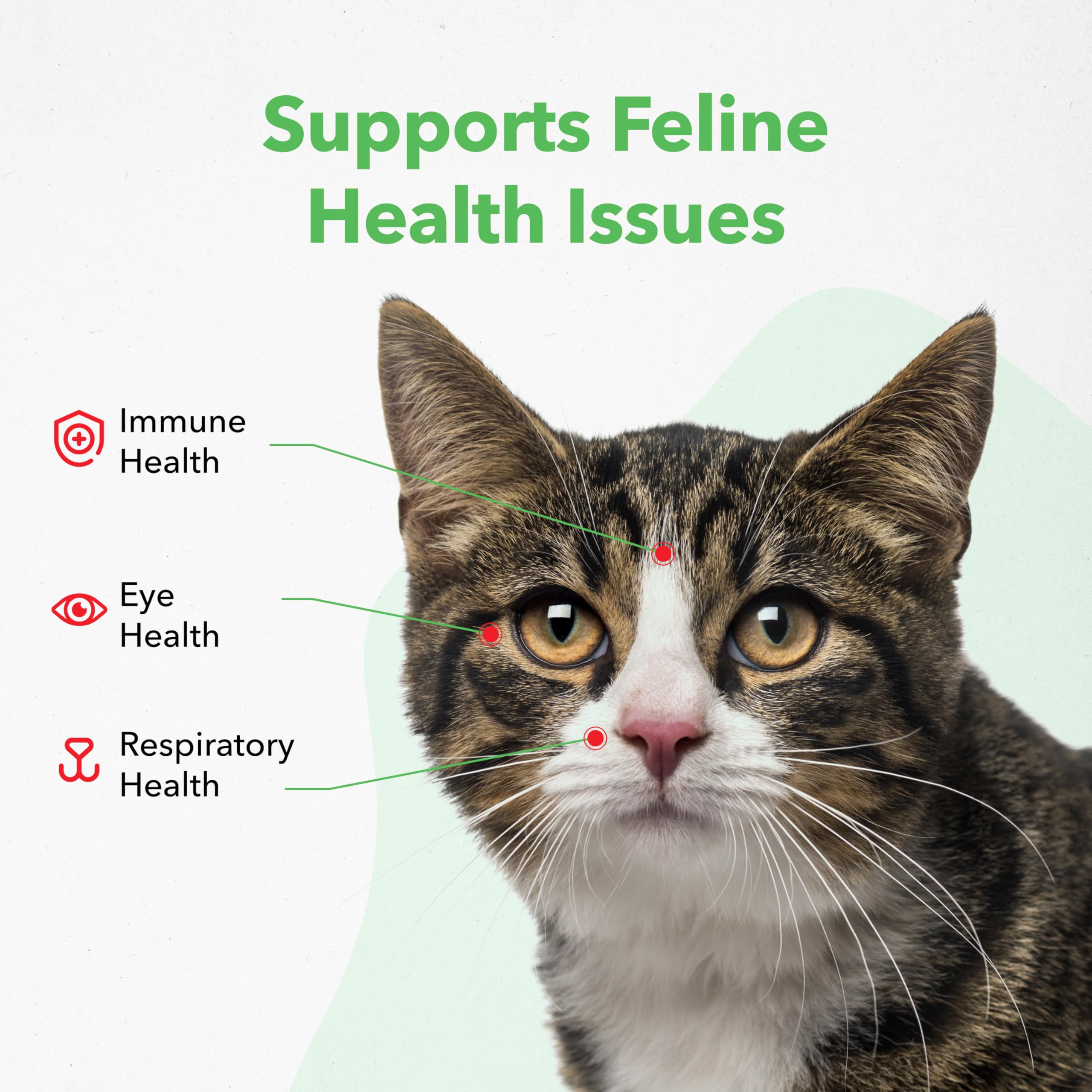 Vetoquinol Viralys being mixed into cat food to support daily feeding