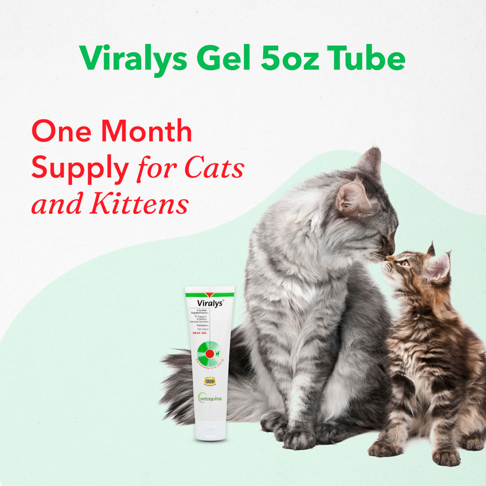 Cat with lysine gel administration as part of routine care.