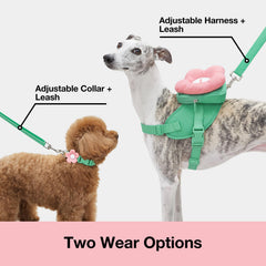 VETRESKA Flora collar-adjustable fit for growing dogs.