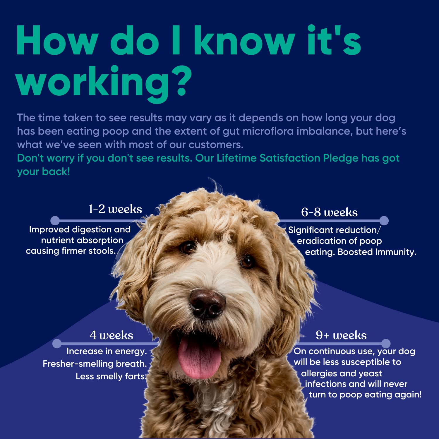 Powder sprinkled on dog food demonstrates simple routine for gut support.
