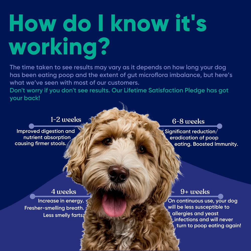 Powder sprinkled on dog food demonstrates simple routine for gut support.