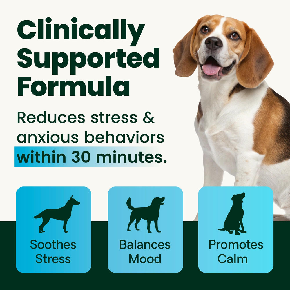 Dog treat bowl with VetriScience Calm & Confident chews ready for calming moments.