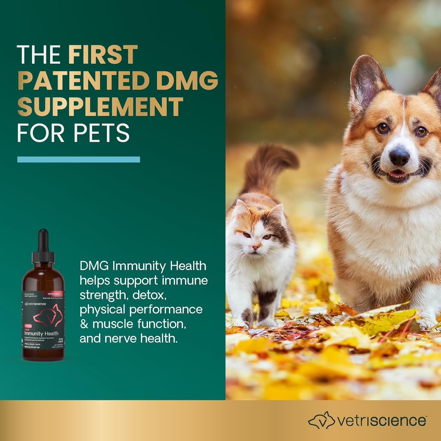 VetriScience DMG Immunity Health for dogs supports active stamina during play.