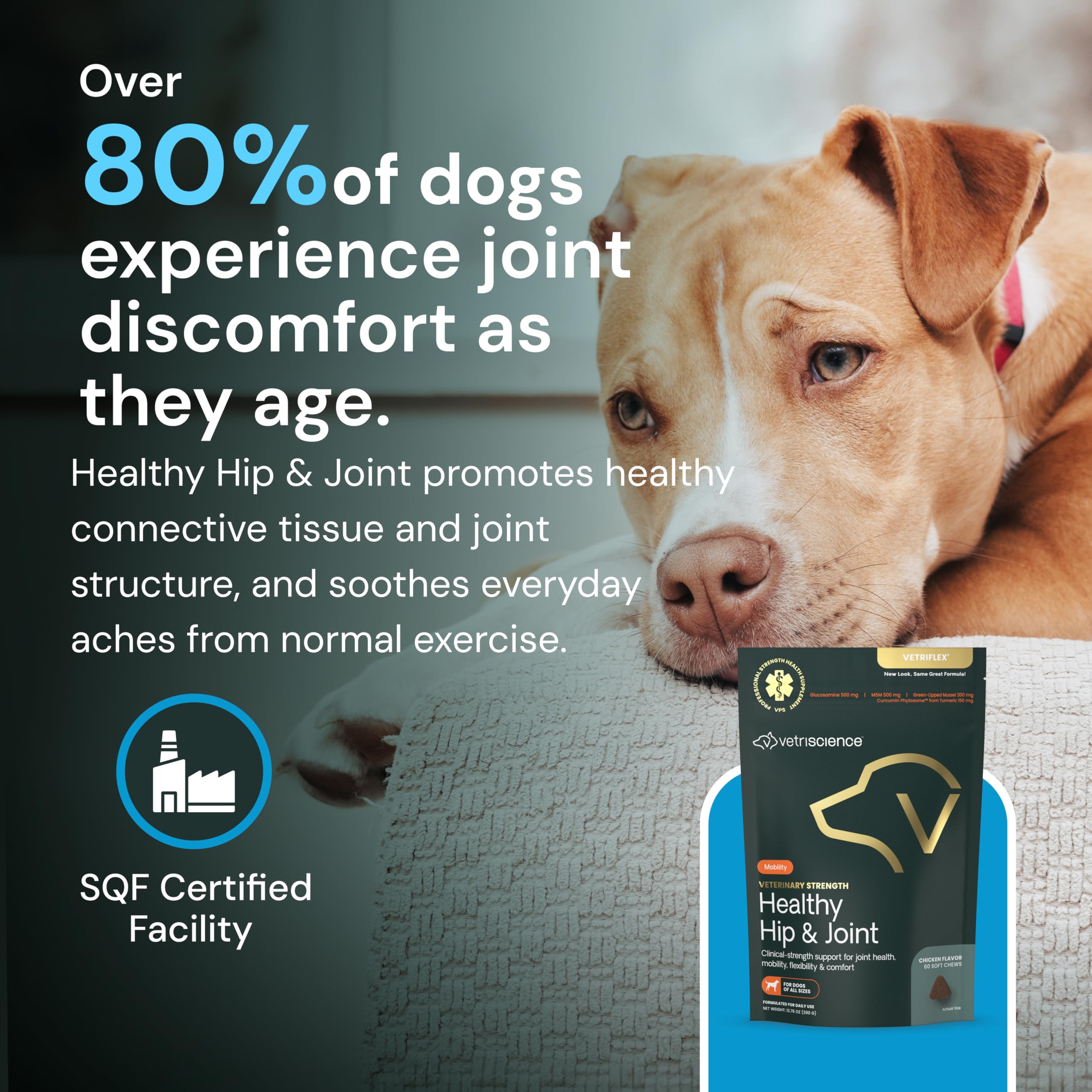 Dog enjoying a VetriScience hip and joint chew during daily routine.