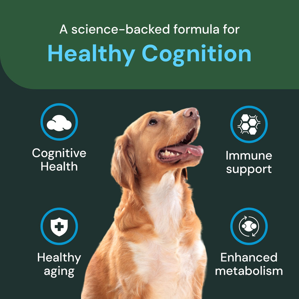 Dog enjoying VetriScience Healthy Cognition Chews during a daily routine.